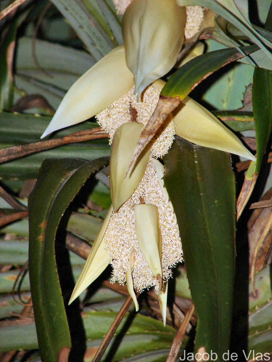 Pandanus odorifer (Forssk.) Kuntze